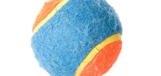 The Best Types of Dog Toys for Pomeranians on Amazon